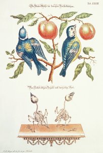 Herrerillos azules de `Angenehmer und Nutzlicher de J. D. Meyer